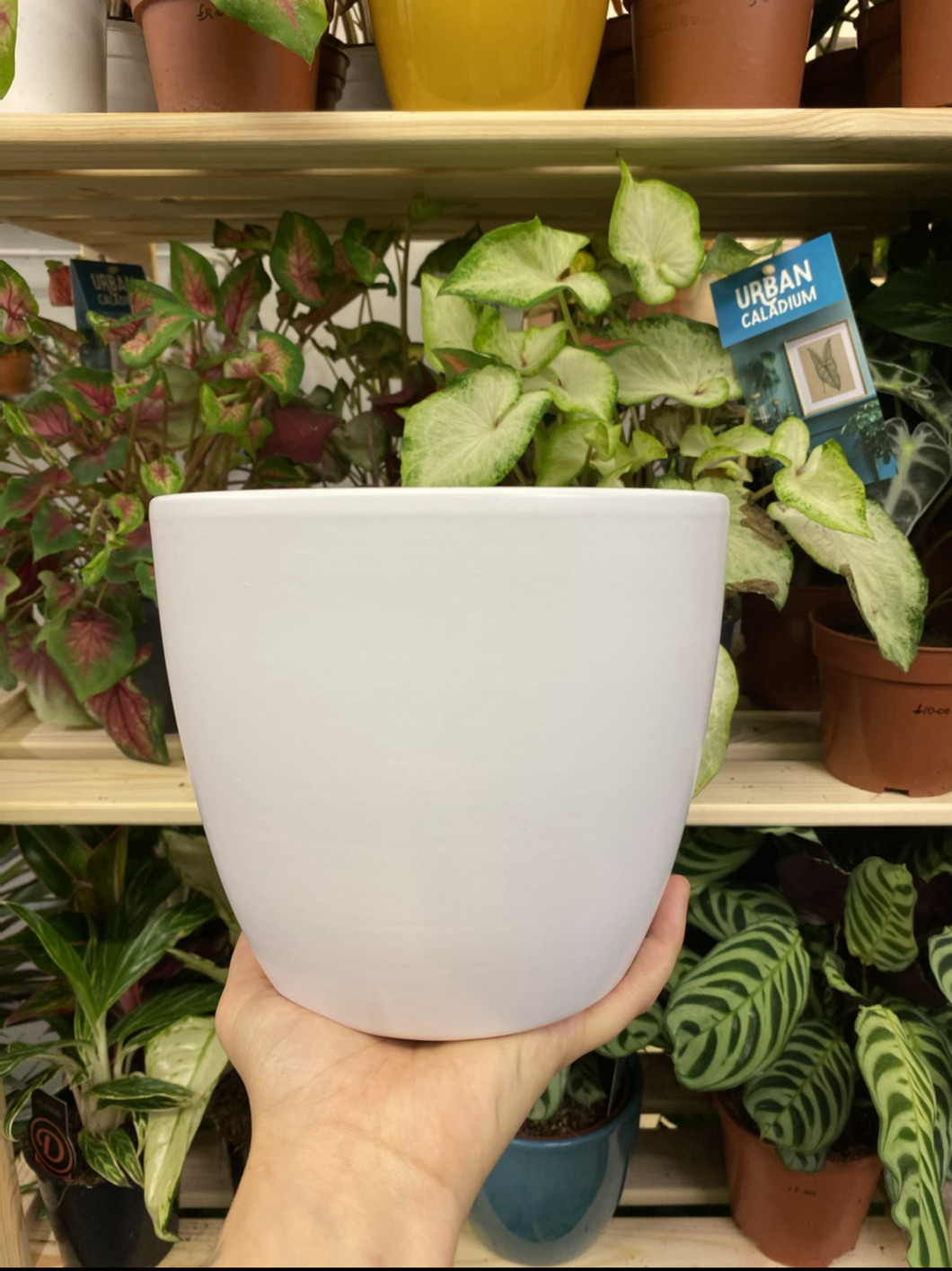 Boule Pot White - 6cm 10cm 12cm 15cm