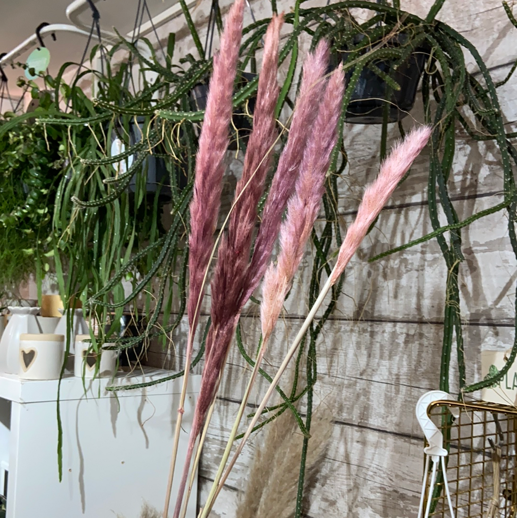 Mini pink pampas - dried bloom