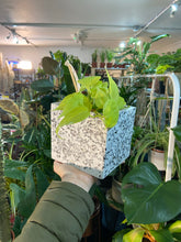 Load image into Gallery viewer, Terrazzo Stone plant pot - 9cm / 12cm

