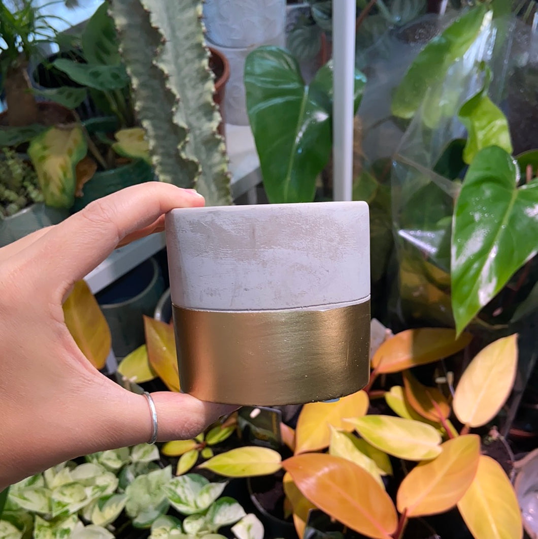 Small Gold Dip Cement Planter 6cm