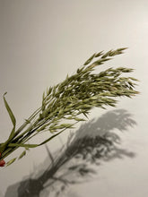 Load image into Gallery viewer, Dried Oats - Avena grass
