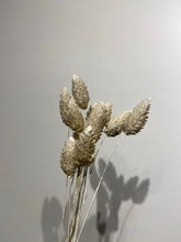 Load image into Gallery viewer, Dried Phalaris - Canary grass

