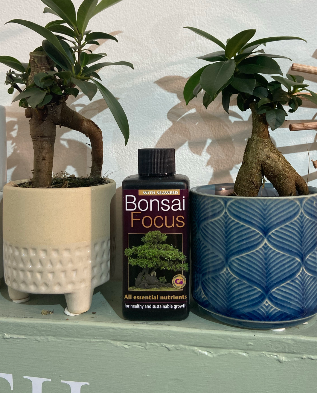 Bonsai focus - plant feed 100ml