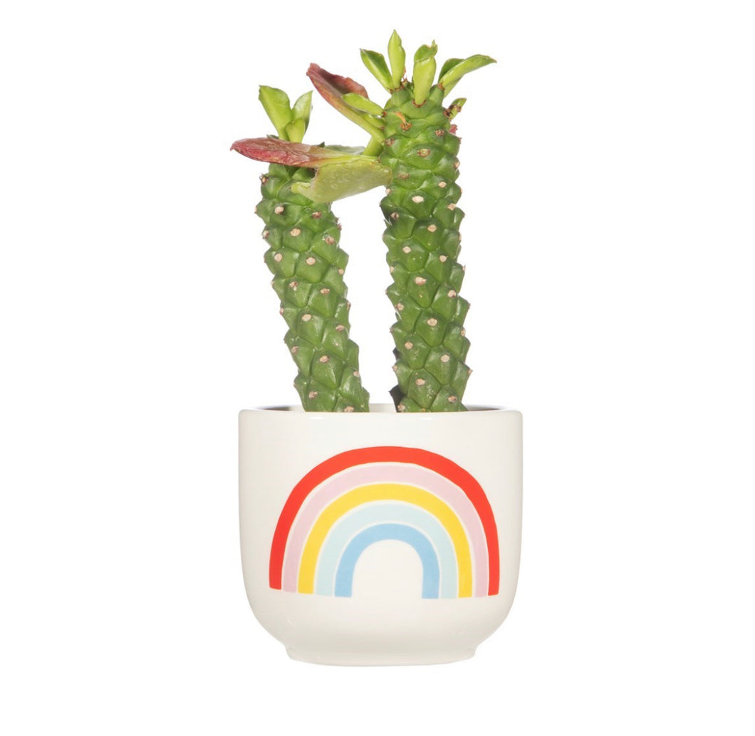 Mini rainbow ceramic planter 6.5cm