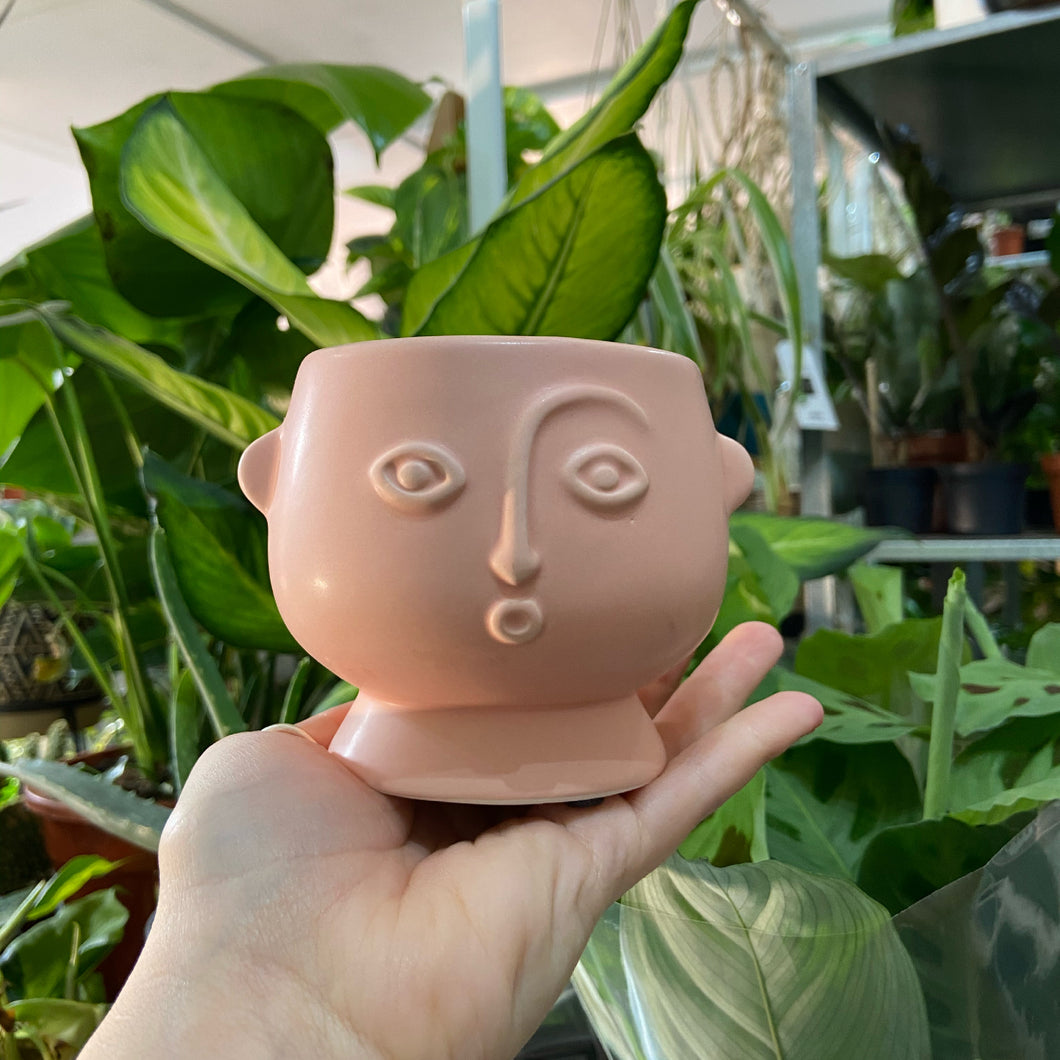 Kissing face plant pot - 7cm