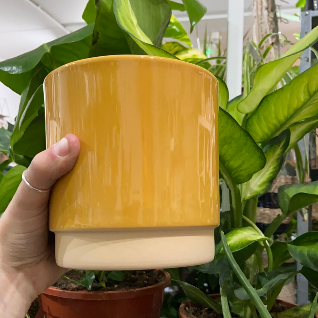Eno Ceramic plant pot - 12cm Green Mustard Grey