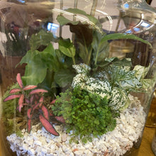 Load image into Gallery viewer, Large Milk Churn open glass Terrarium - 25cm
