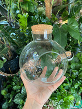 Load image into Gallery viewer, Round glass bottle terrarium - small, medium &amp; large
